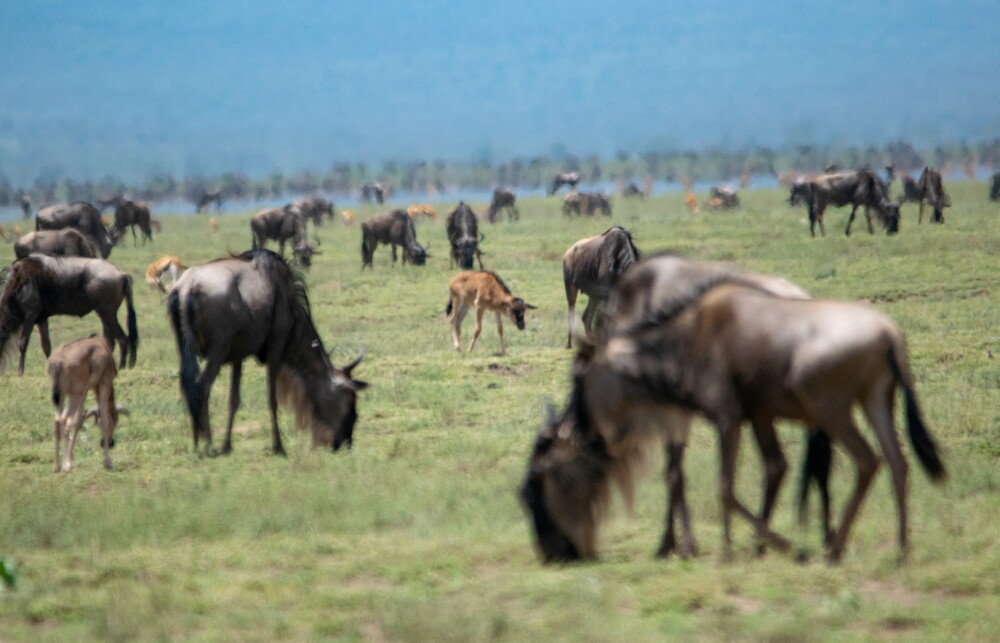 Masai Mara Migration Camp