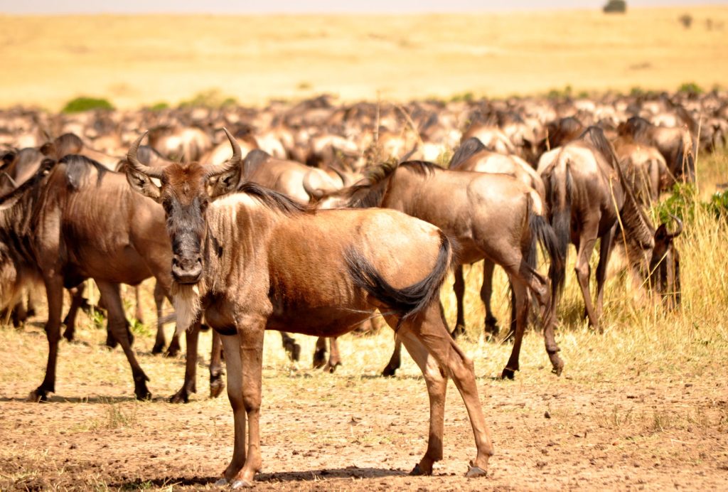 Wildebeest in the Serengeti calving season 2017