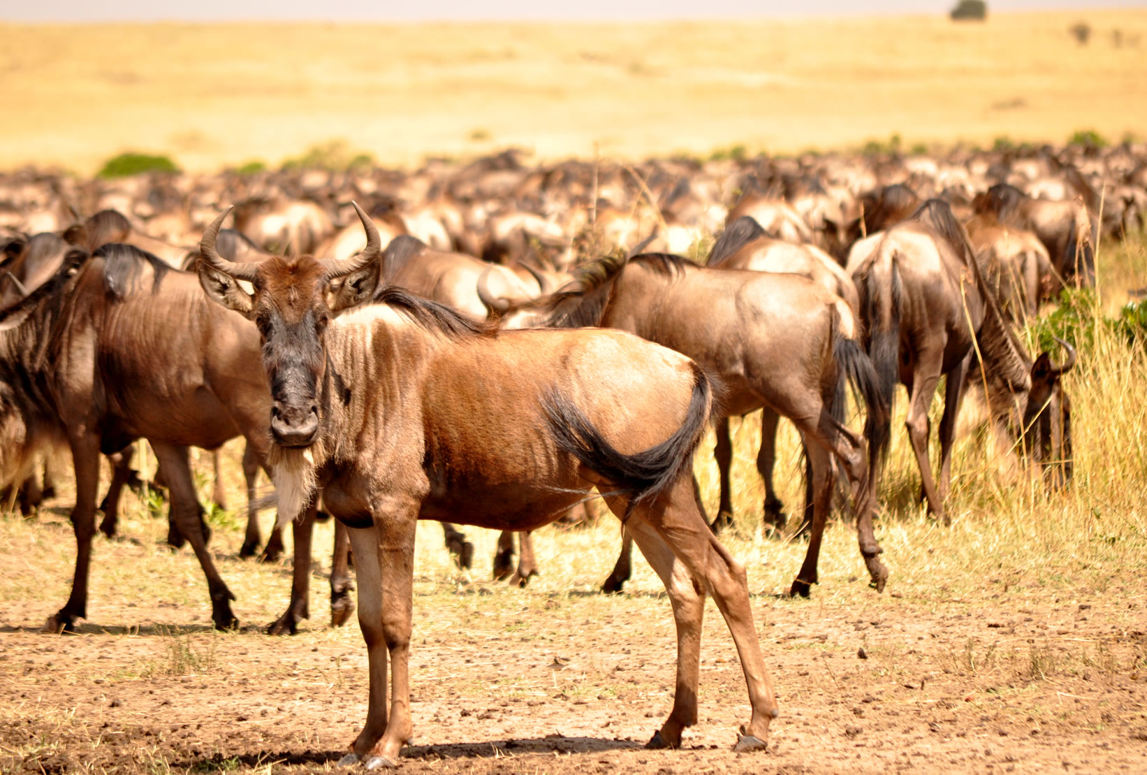 Wildebeest calving in Tanzania - Kenya Tanzania Safari