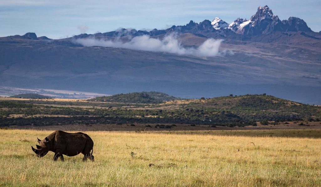 a rhino grazing in laikipia against the backdrop of Mt. Kenya