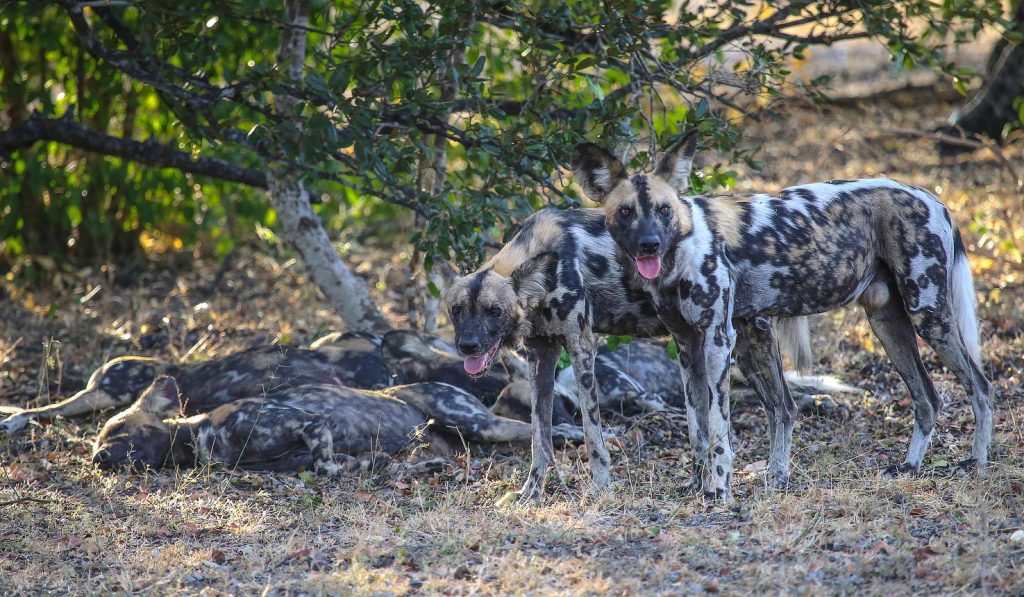 spotting african wild dogs in Selous