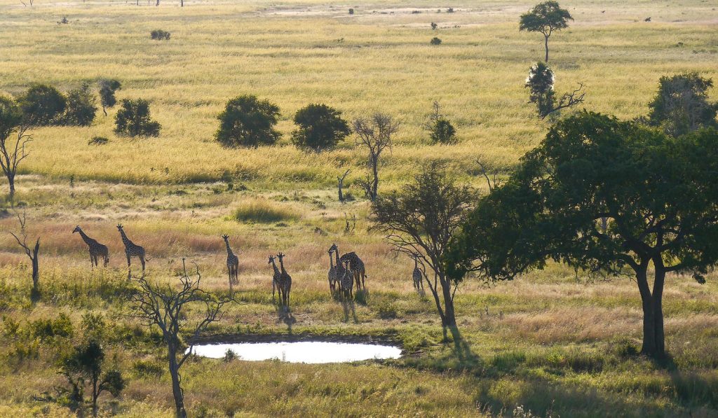 spotting giraffes on the beautiful mikumi park