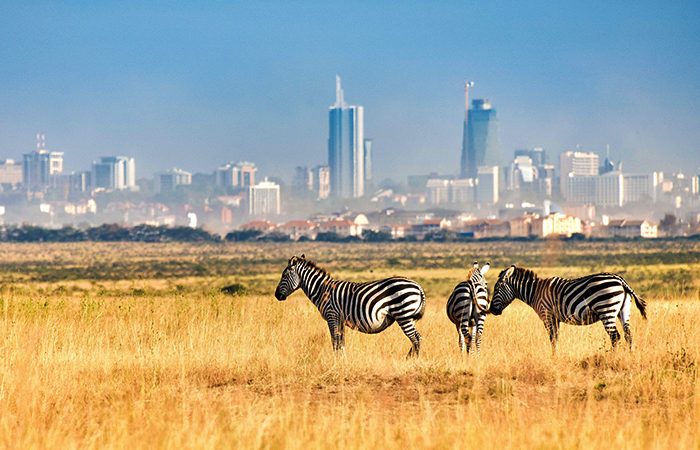 Zebras in Nairobi National Park against thee backdrop of Nairobi