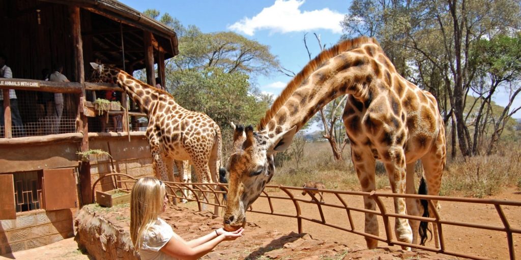 Feeding Rotschild Giraffes at Nairobi's Giraffe Center