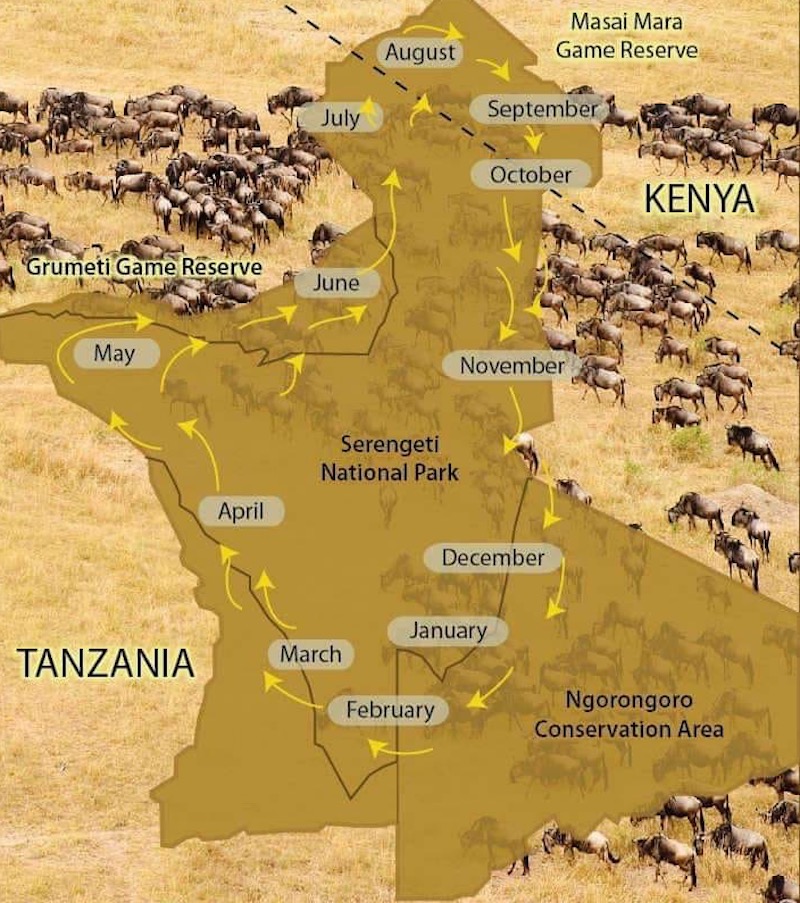 The great wildebeest migration monthly guide