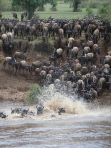 Masai Mara Wildebeest migration