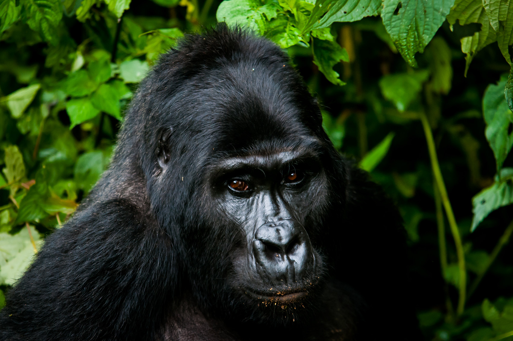 uganda Mountain gorillas Trekking