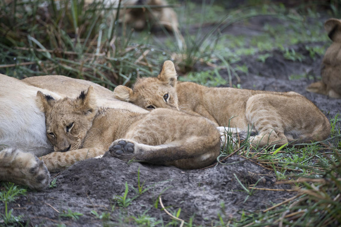 Uganda gorilla and tanzania safari