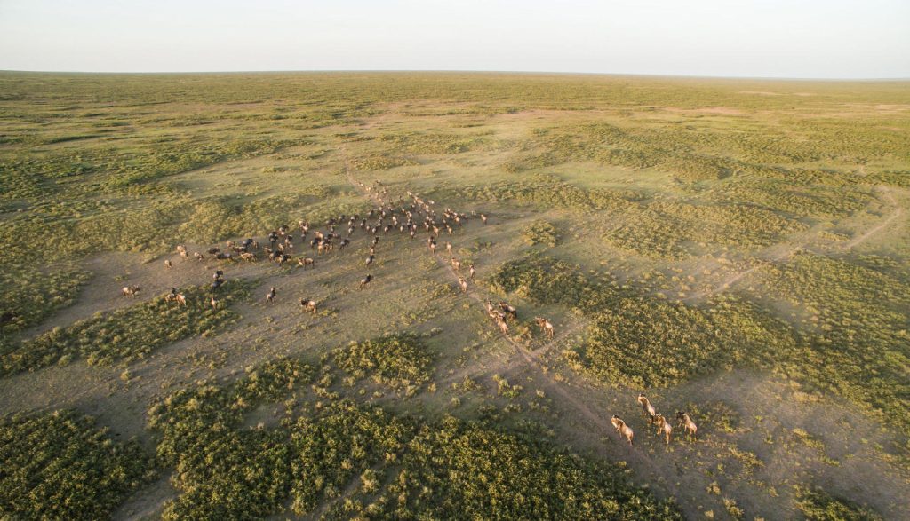 The great migration Serengeti