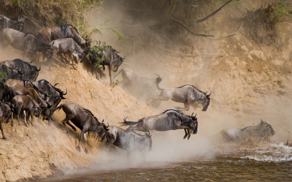 Wildebeest migration safari