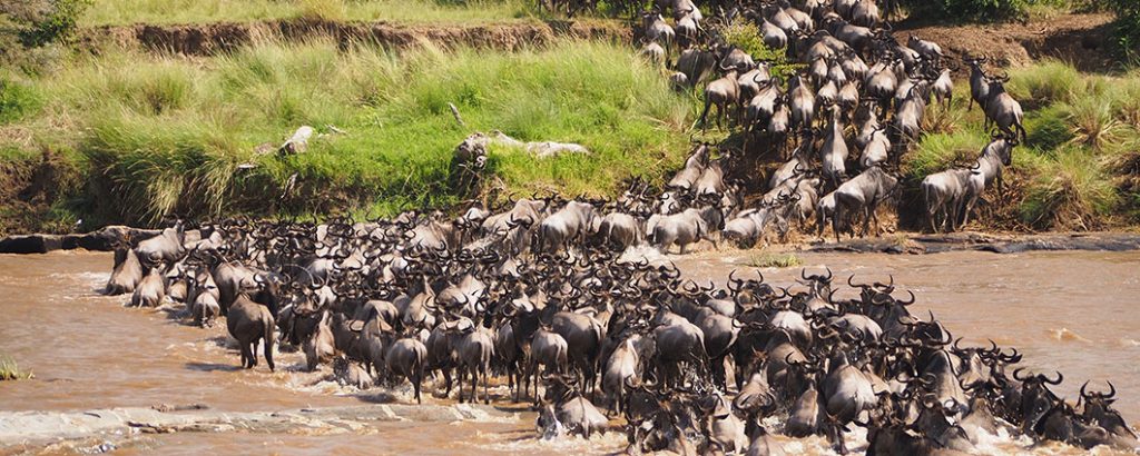 Wildebeest migration crossing