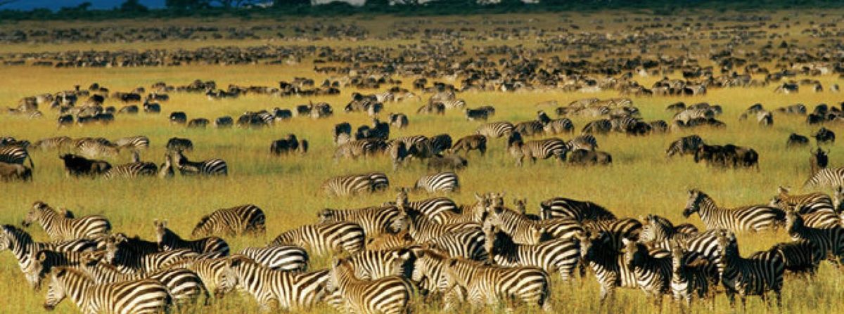 Zebra migration