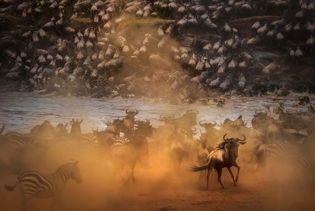Wildebeest migration spectacle