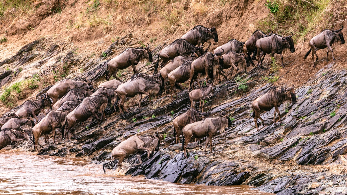 The great migration Serengeti