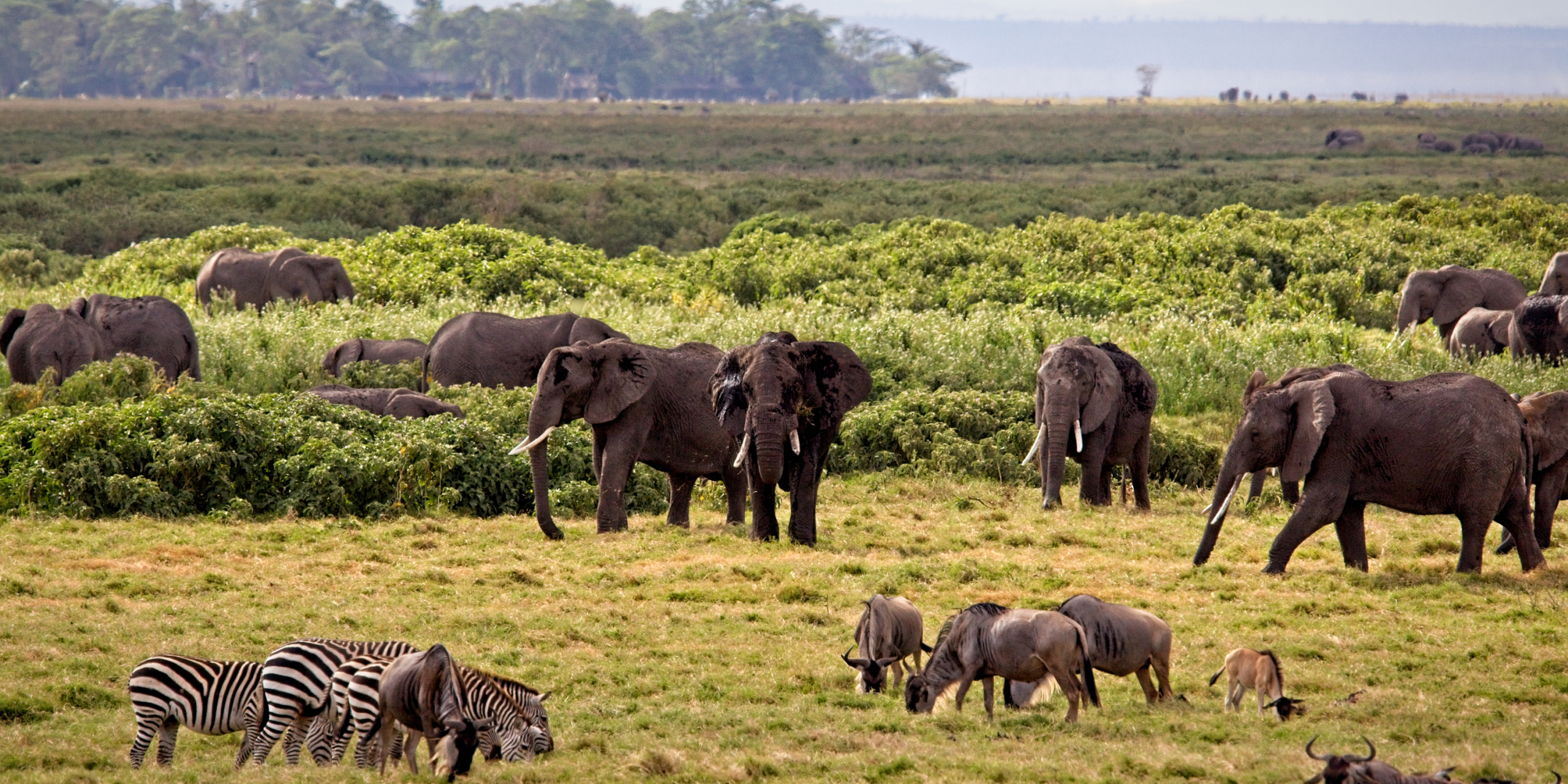Tanzania Safari