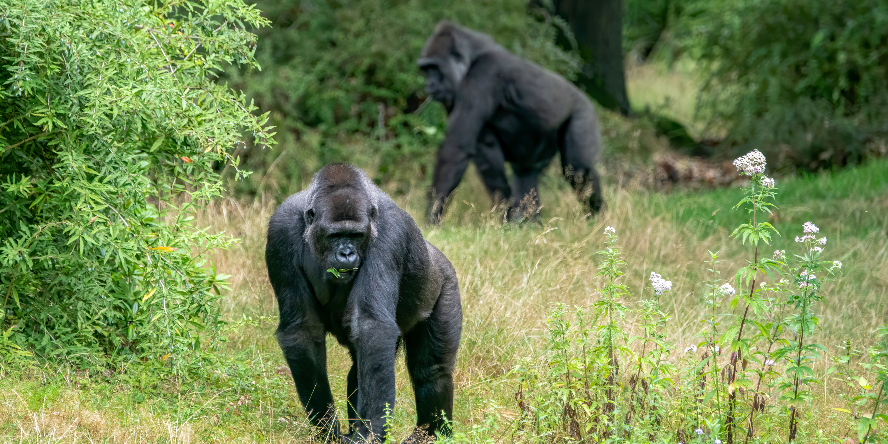 Gorilla Trekking