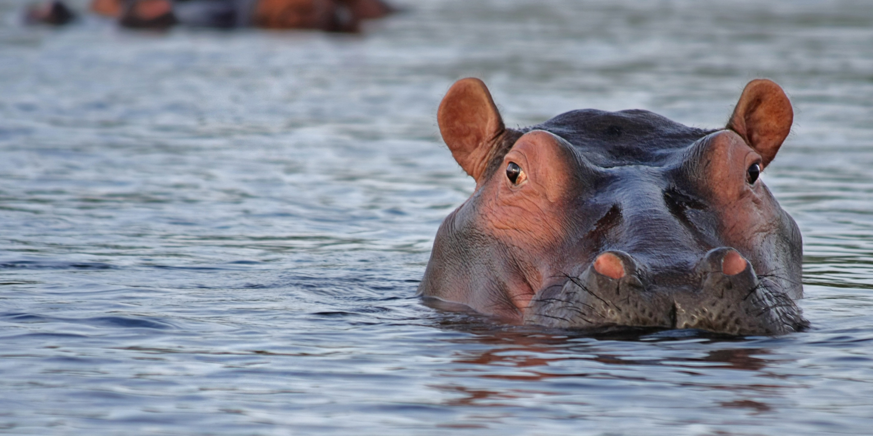 Tanzanian Hippos