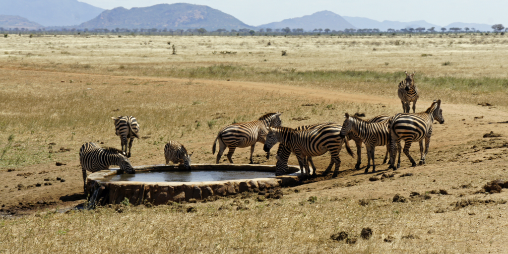 Wildlife In Kenya