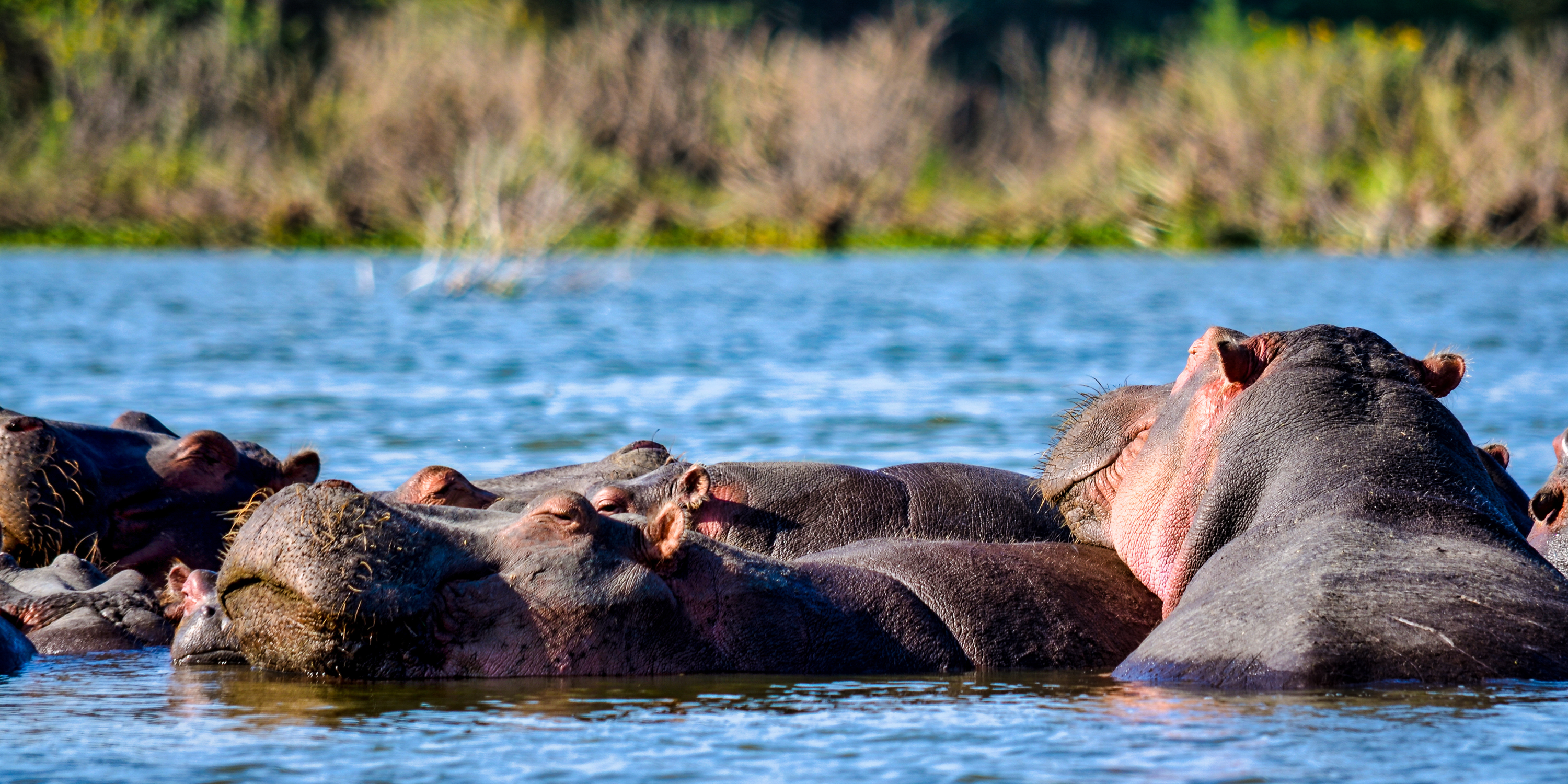 Tanzanian Hippos