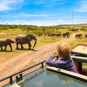 Spotting the elephants on an African Family Safari