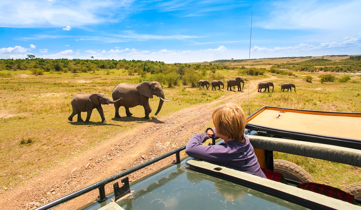 Spotting the elephants on an African Family Safari