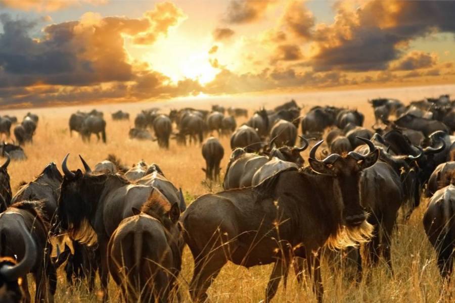 wildebeests in the plains of Serengeti