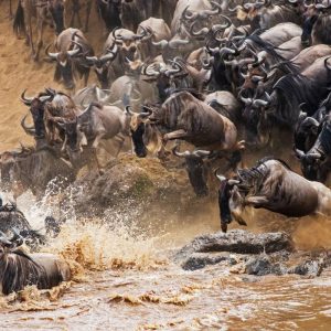 Witness the spectacular wildebeest migration from the Serengeti to the Maasai Mara