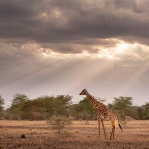 spotting a giraffe in the wilderness on a Kenyan Safari