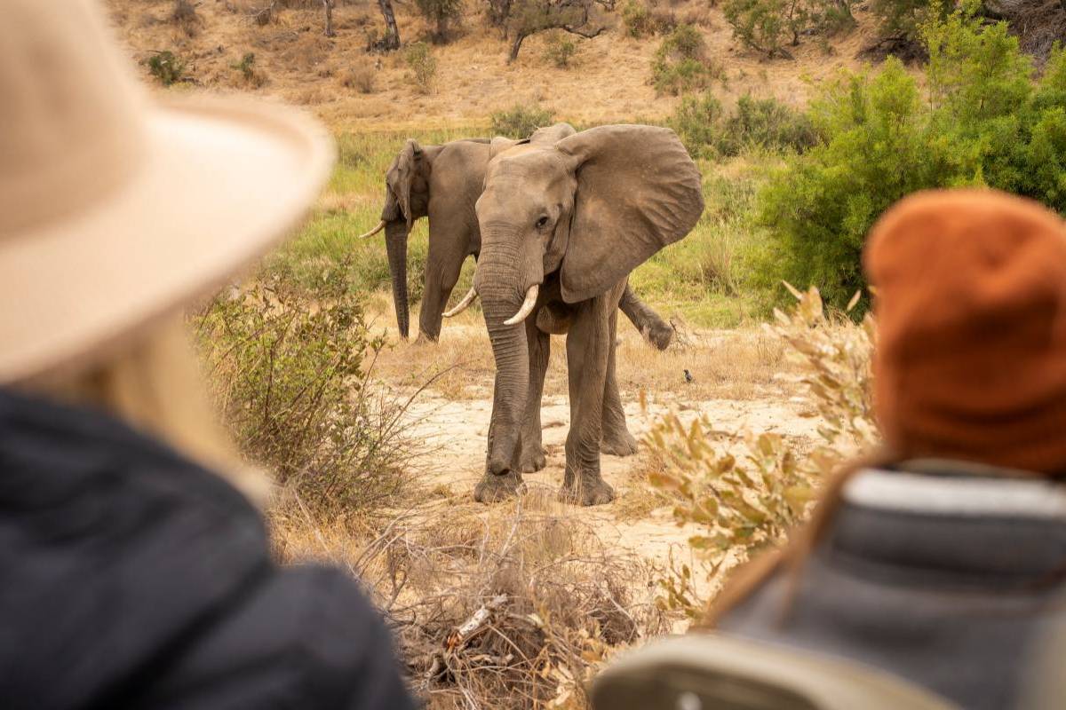 MOUNT KILIMANJARO NATIONAL PARK SAFARI visual data 7
