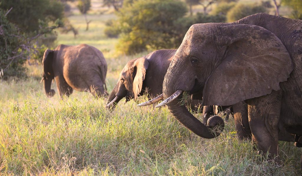 Spotting the elephants on Tanzania Safari