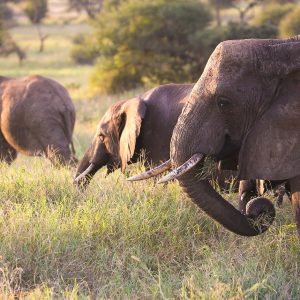 Spotting the elephants on Tanzania Safari