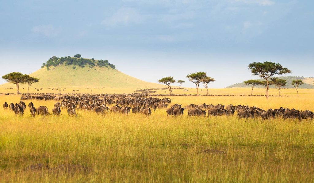 spotting wildlife on a tanzania safari