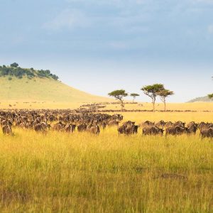 spotting wildlife on a tanzania safari