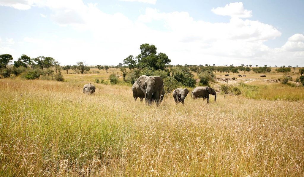 A herd of elephants in Serengeti, Tanzania