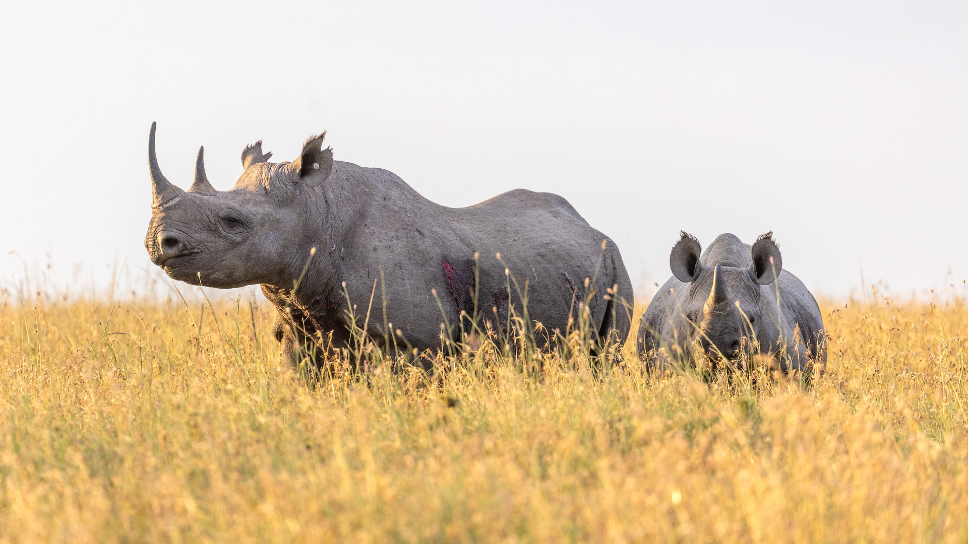 Rhinos can be spotted in Kenya and Tanzania