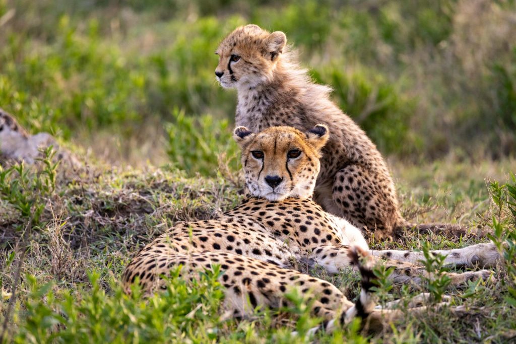 Month by Month Guide to spotting wildlife in Kenya and Tanzania