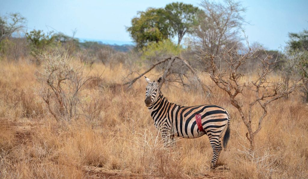 Safari cost for Kenya Tanzania Safari