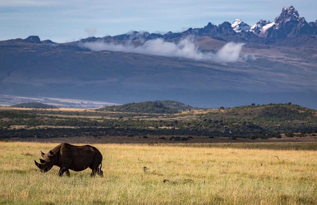 Rhino against the backdrop of Mt Kenya