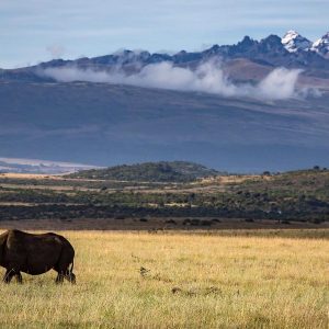 Rhino against the backdrop of Mt Kenya