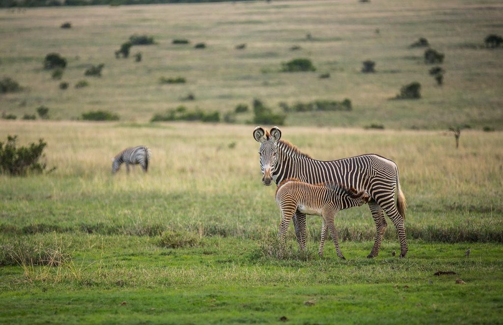 Zebras in Ol Pejeta