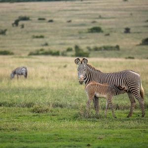 Zebras in Ol Pejeta