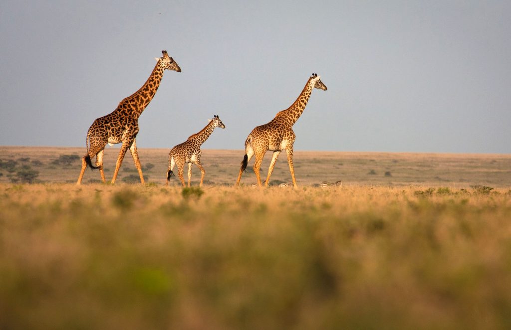 Towering Giraffes in Serengeti