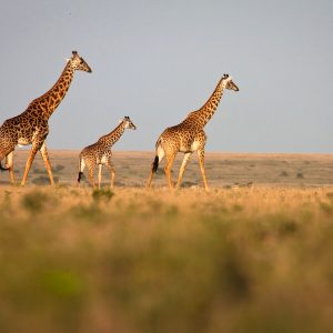 Towering Giraffes in Serengeti