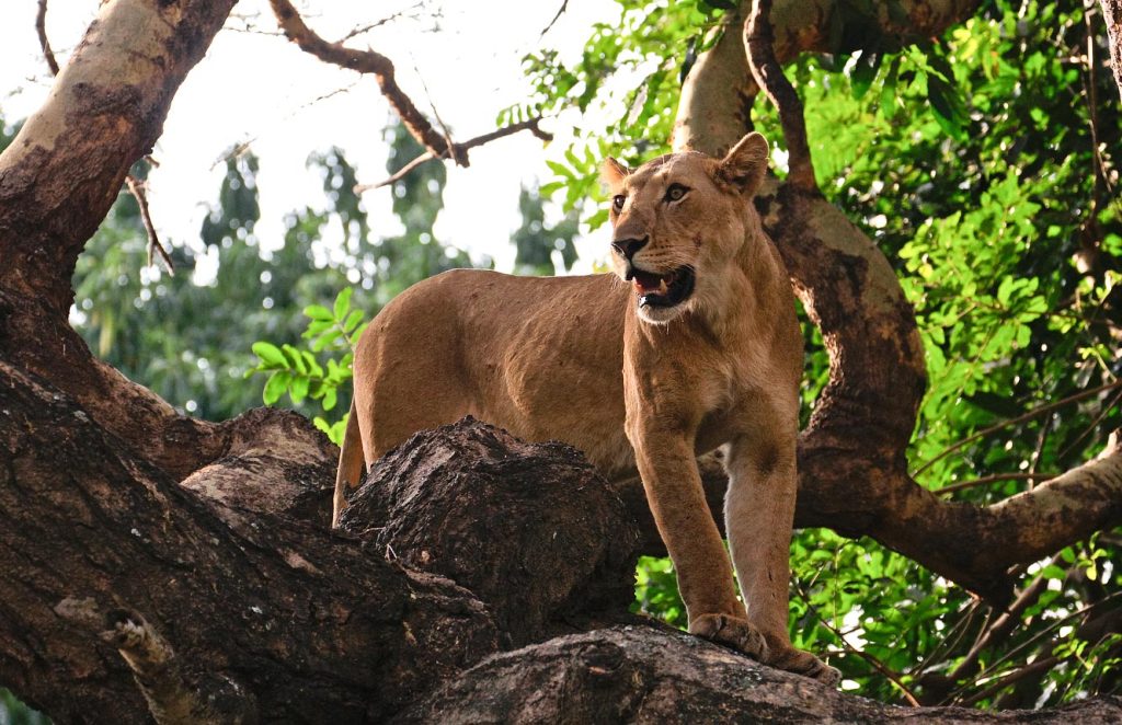 Tree-climbing lions of Lake Manyara