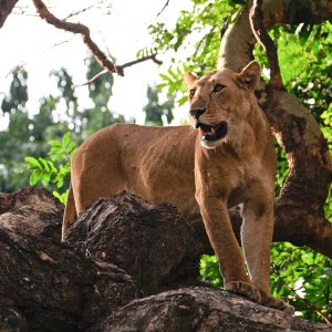 Tree-climbing lions of Lake Manyara