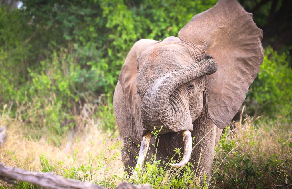 Close up with the elephant in Tsavo