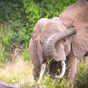 Close up with the elephant in Tsavo