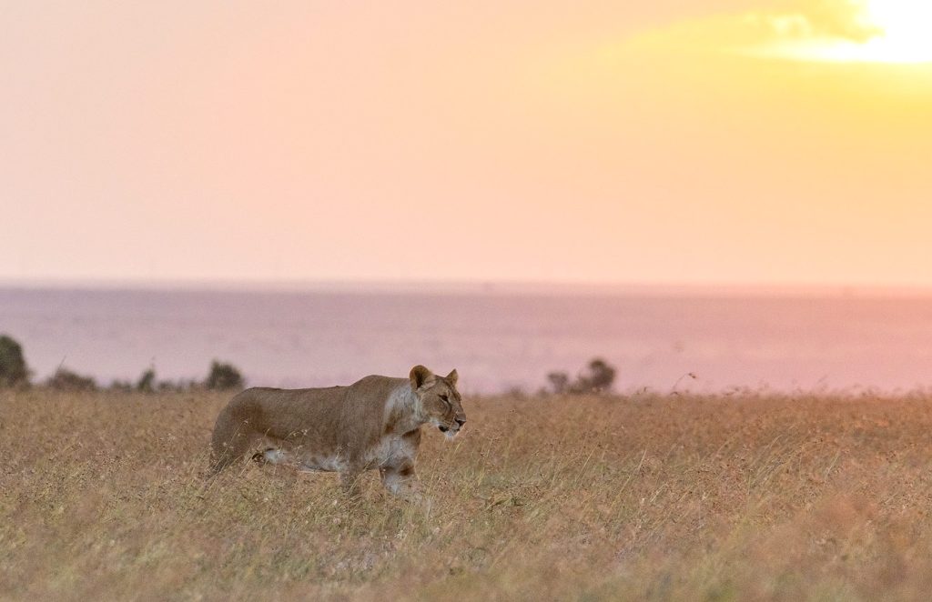 Wildlife in Ol Pejeta