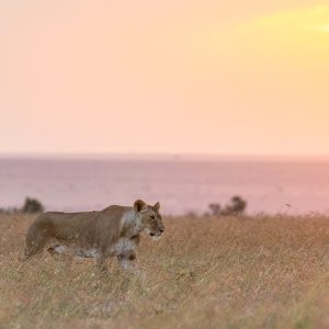 Wildlife in Ol Pejeta