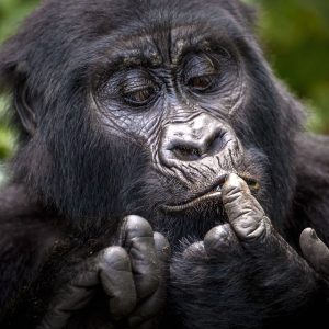 Mountain Gorillas in Uganda